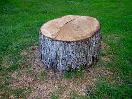 How Our Tree Care Process Works  in  Universal City, TX