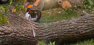 Best Lot and Land Clearing  in Universal City, TX