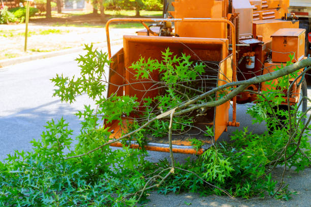 Best Stump Grinding and Removal  in Universal City, TX