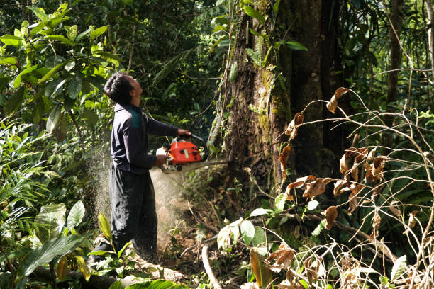 Best Tree Disease Treatment  in Universal City, TX