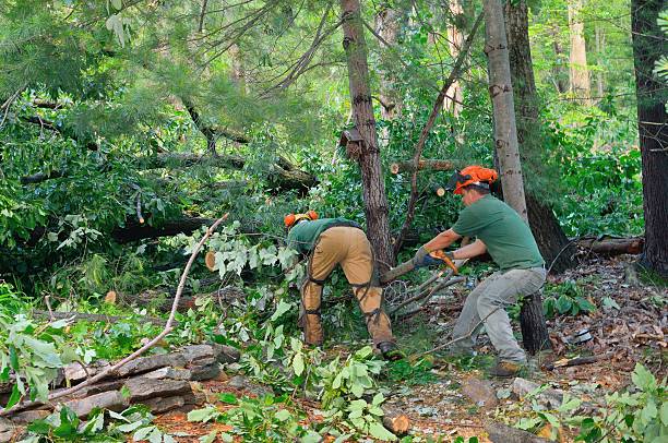 Best Tree and Shrub Care  in Universal City, TX