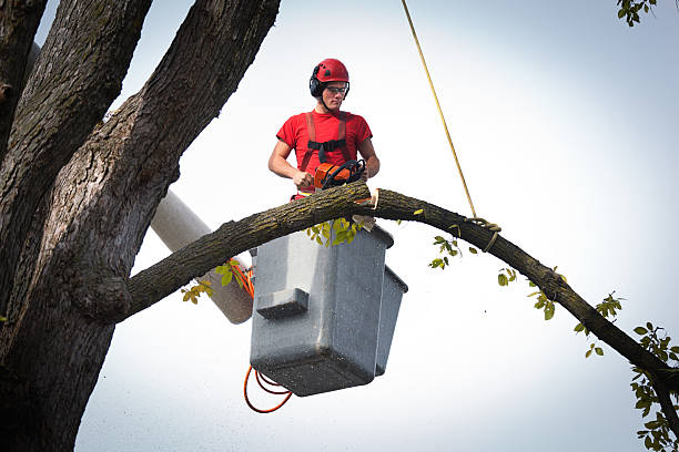 Trusted Universal City, TX Tree Services Experts